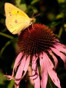 Colias philodice on Echinacea purpurea, 2015-08-05, Kane Woods, 04