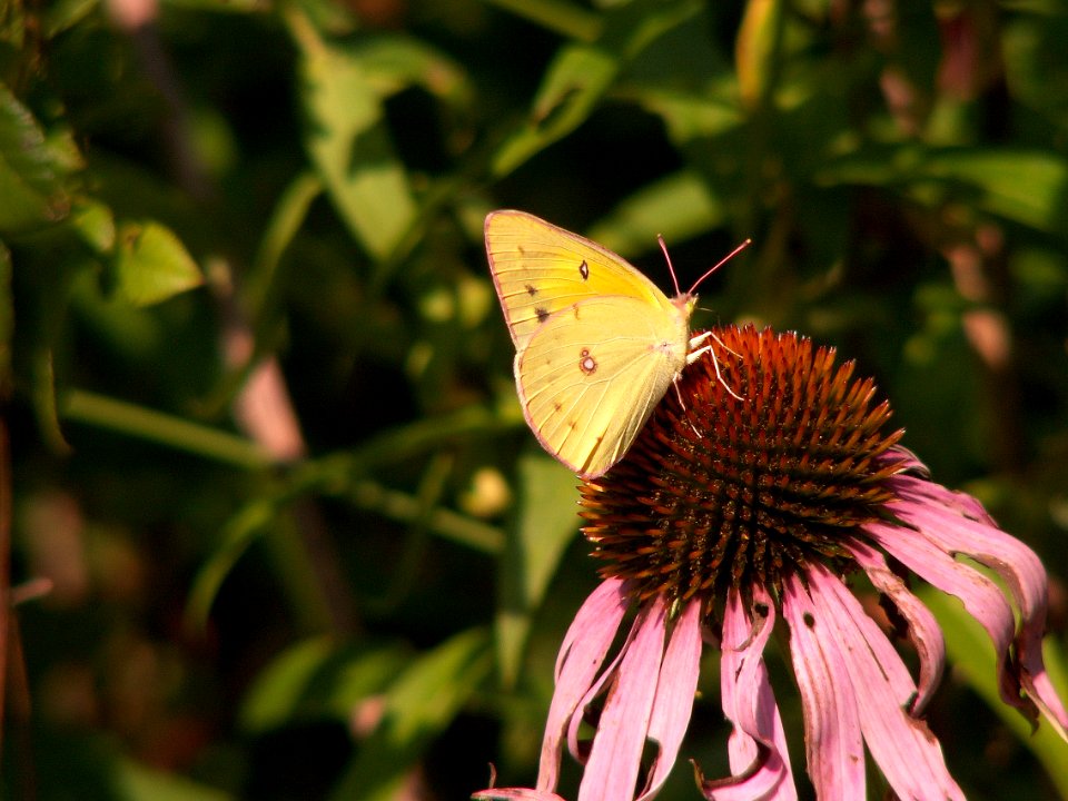 Colias philodice on Echinacea purpurea, 2015-08-05, Kane Woods, 01