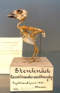 Coccothraustes coccothraustes - Swedish Museum of Natural History - Stockholm, Sweden - DSC00672