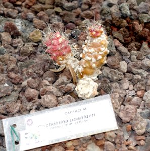 Cochemiea poselgeri - Orto botanico - Rome, Italy - DSC00055