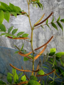 Coffee senna (Senna occidentalis) pods