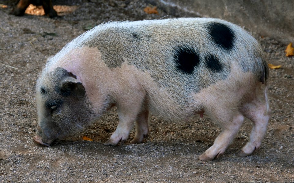 Cochon Göttingen Zoo d'Amneville 28092014 01