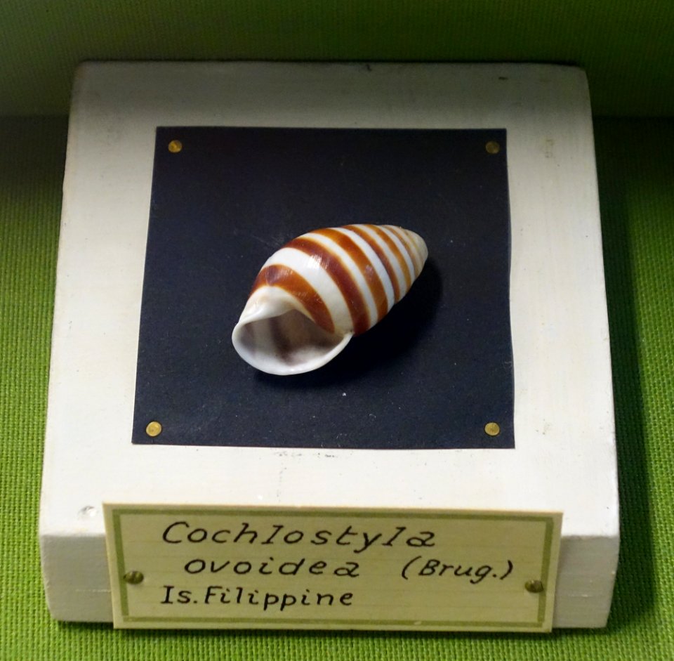 Cochlostyla ovoidea - Museo Civico di Storia Naturale Giacomo Doria - Genoa, Italy - DSC03256