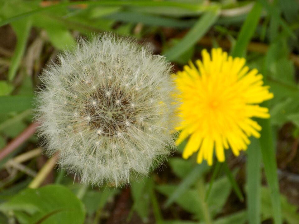 Summer wild flower close up