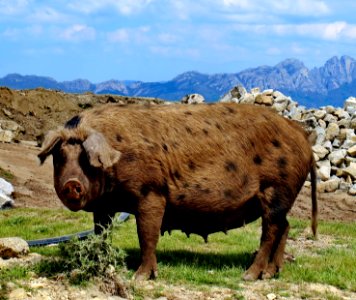 Cochone corse