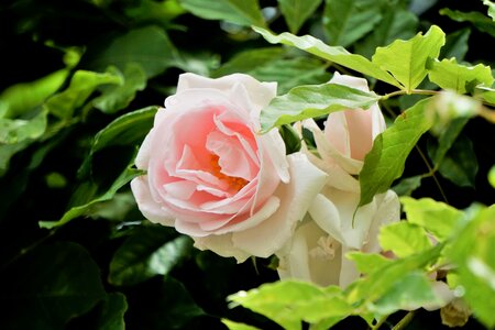 Flore la nature green rose