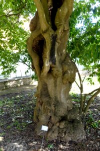 Cocculus laurifolius - Orto botanico - Rome, Italy - DSC09856
