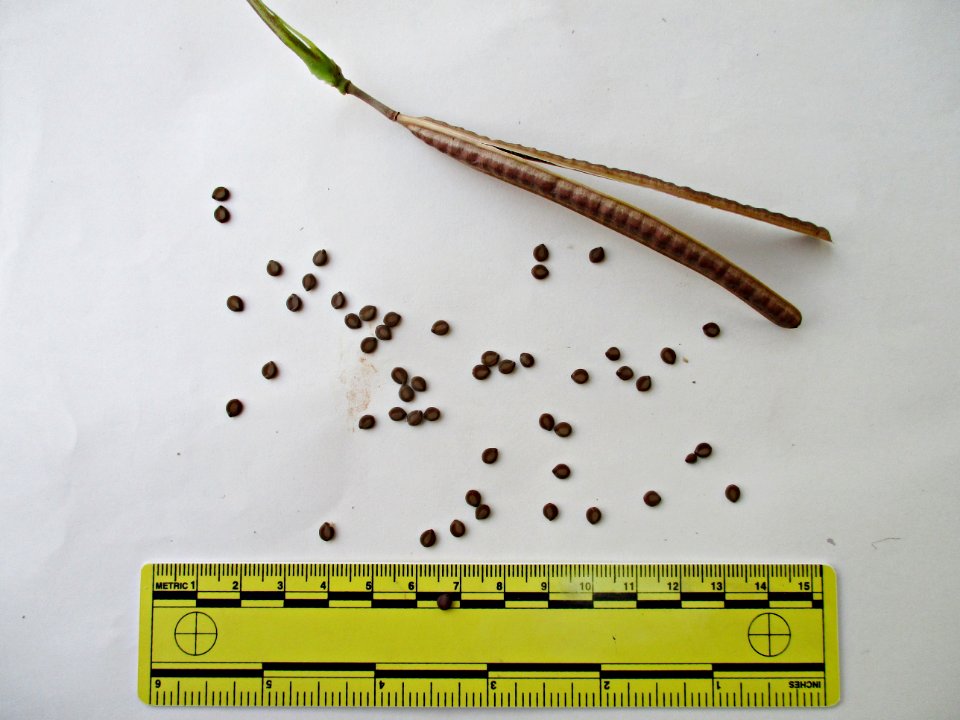 Coffee senna (Senna occidentalis) pod & seeds ruled