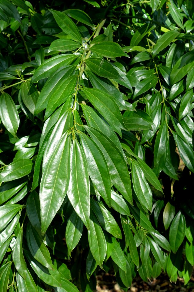 Cocculus laurifolius - Orto botanico - Rome, Italy - DSC09862