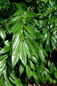 Cocculus laurifolius - Orto botanico - Rome, Italy - DSC09862