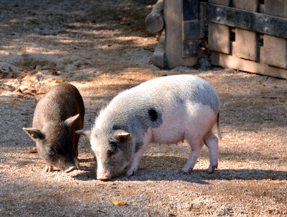 Cochon Göttingen Zoo d'Amneville 28092014 04