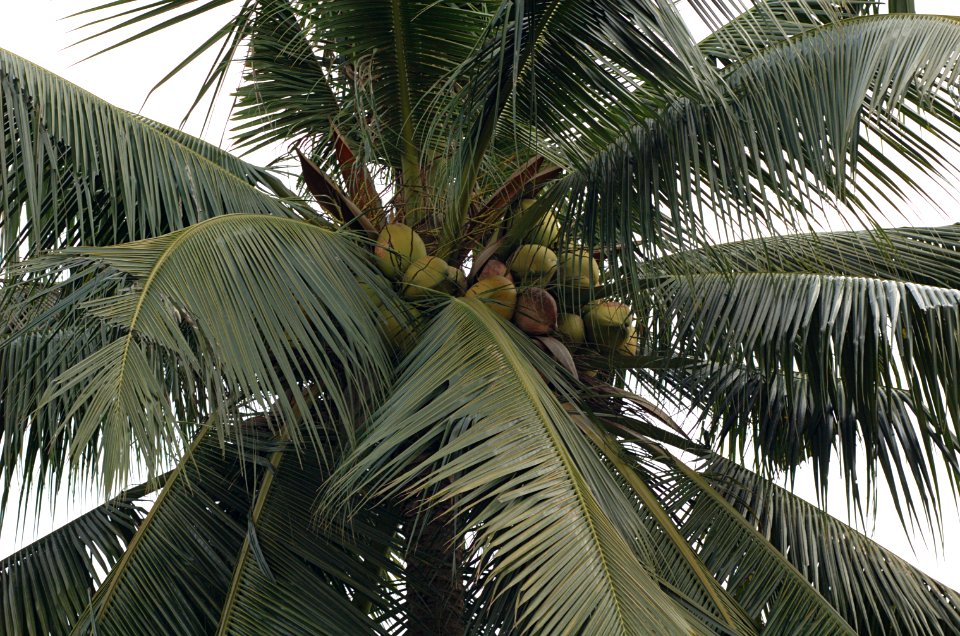Cocos-nucifera-20070216-021
