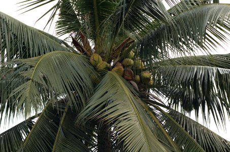 Cocos-nucifera-20070216-021