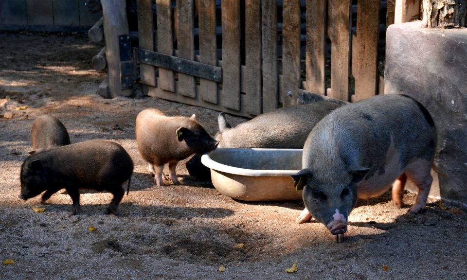 Cochon Göttingen Zoo d'Amneville 28092014 02