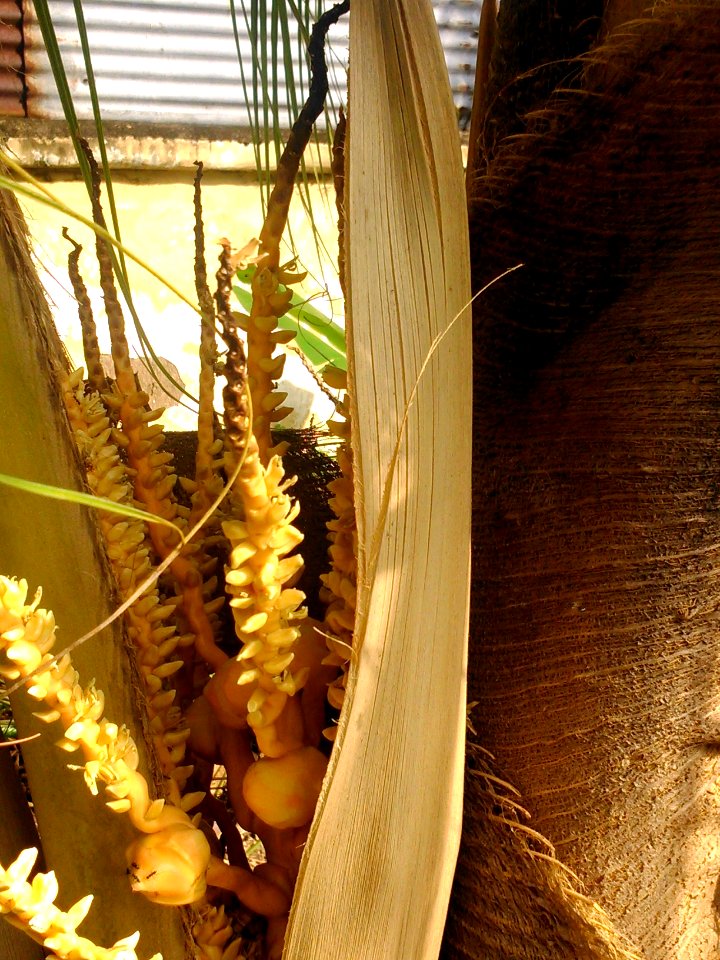 Coconut flower1 Pj DSC 1951