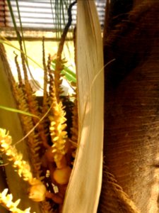 Coconut flower1 Pj DSC 1951 photo