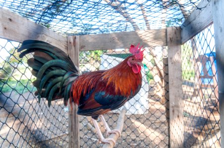 Cock in jail Margarita Island