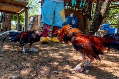 Cockfighting in Margarita Island, Venezuela 09