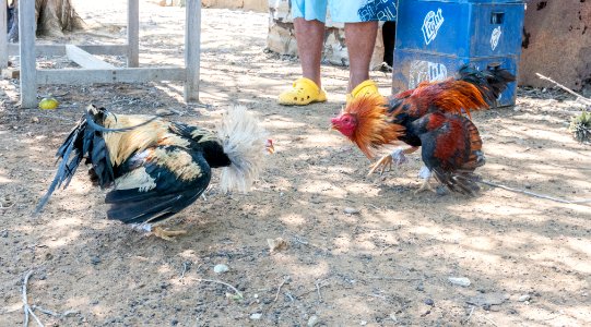 Cockfighting in Margarita Island, Venezuela 01