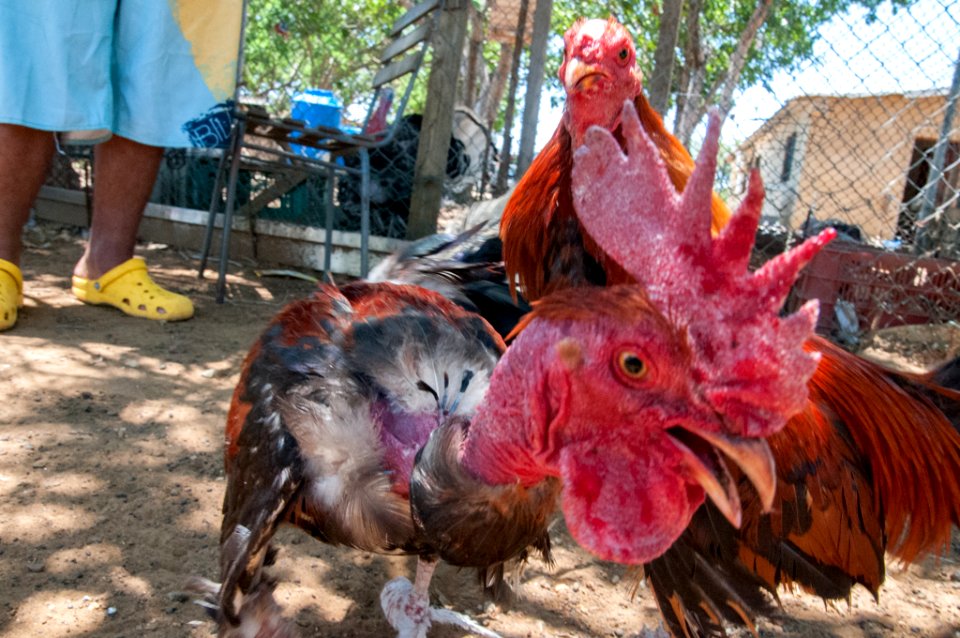 Cockfighting in Margarita Island, Venezuela 17