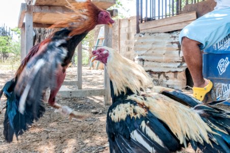 Cockfighting in Margarita Island, Venezuela 05
