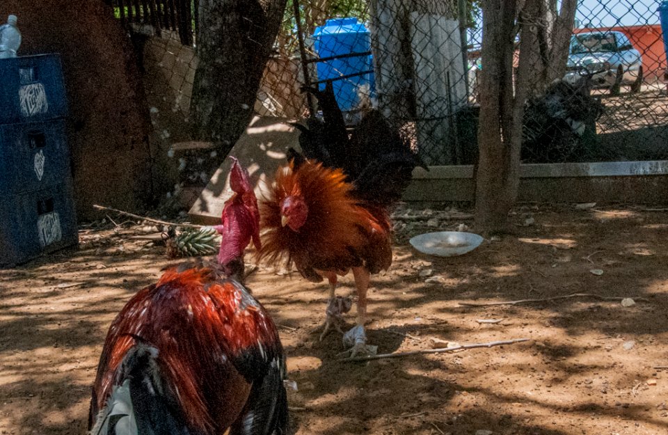 Cockfighting in Margarita Island, Venezuela 08