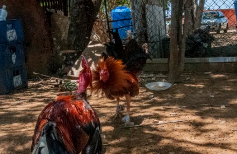Cockfighting in Margarita Island, Venezuela 08
