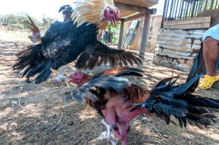 Cockfighting in Margarita Island, Venezuela 06