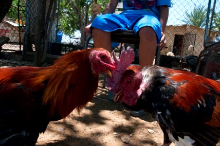 Cockfighting in Margarita Island, Venezuela 15