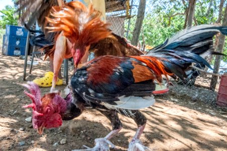 Cockfighting in Margarita Island, Venezuela 16