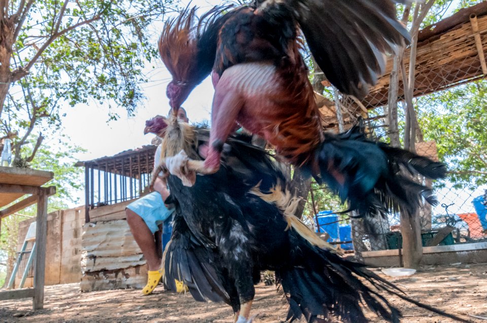 Cockfighting in Margarita Island, Venezuela 07