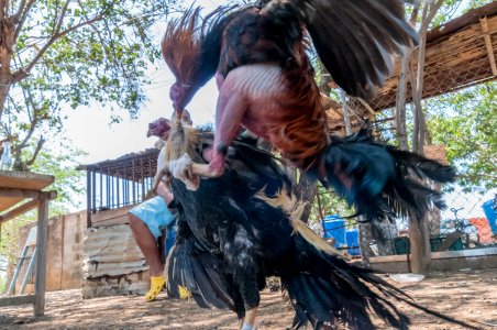 Cockfighting in Margarita Island, Venezuela 07