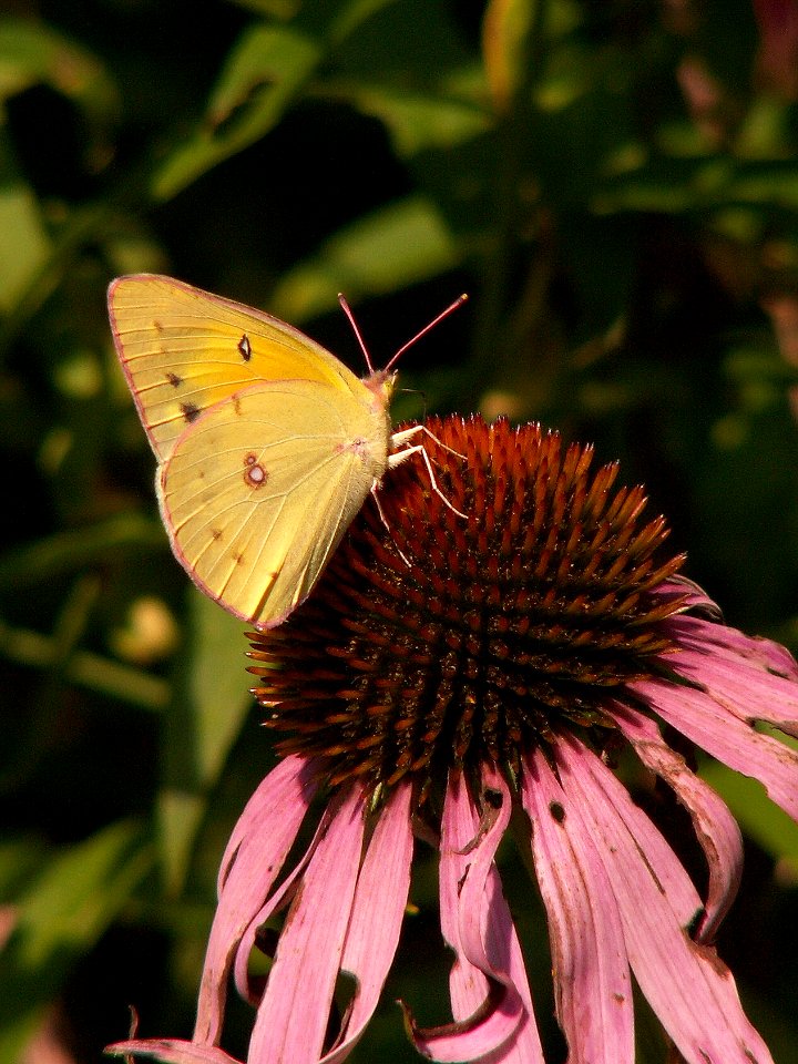 Colias philodice on Echinacea purpurea, 2015-08-05, Kane Woods, 02