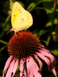 Colias philodice on Echinacea purpurea, 2015-08-05, Kane Woods, 06