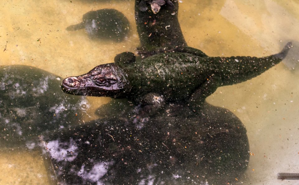 Cocodrilo em São Paulo Zoo