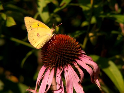 Colias philodice on Echinacea purpurea, 2015-08-05, Kane Woods, 03