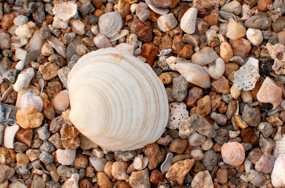 Codakia orbicularis of Margarita island