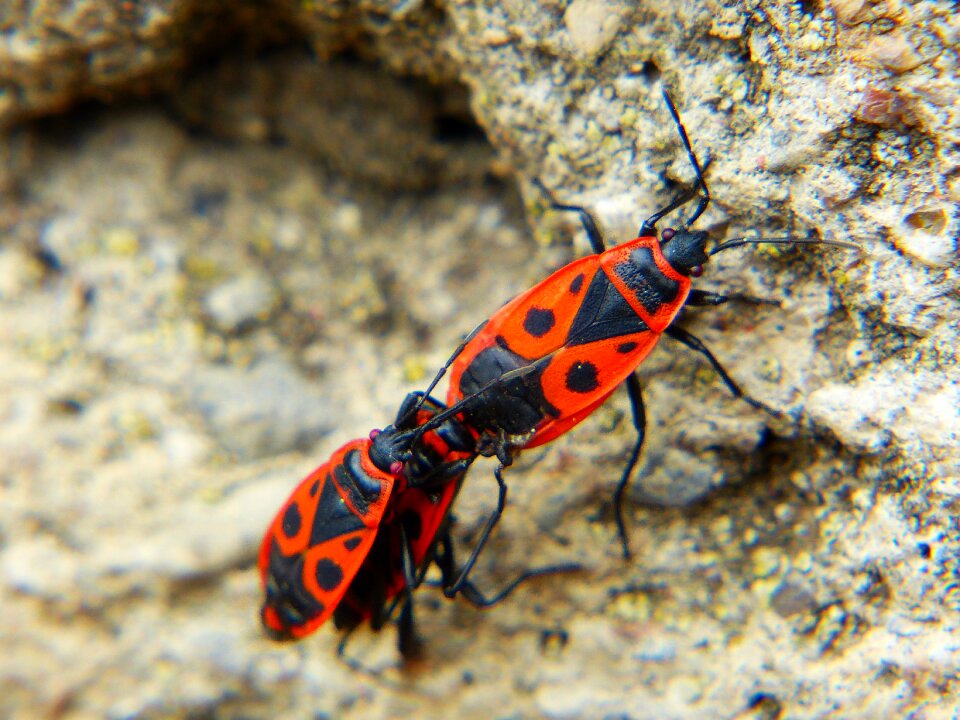 Apterus red and black masks beetle pairing