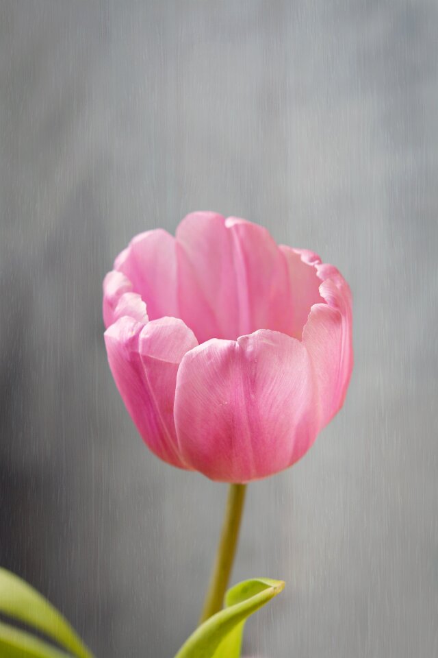 Bloom pink pink flower