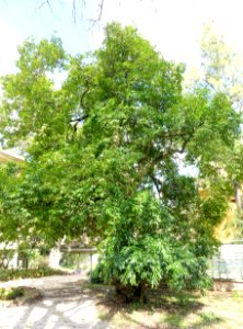Cocculus laurifolius - Orto botanico - Rome, Italy - DSC09864