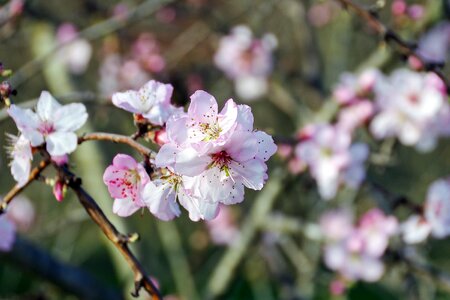 Flowers gems white