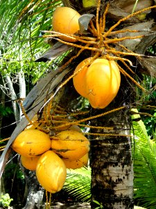 Coconuts - Sankyo Garden - DSC01195