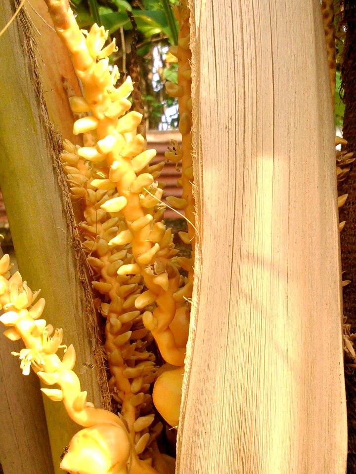 Coconut flower2 Pj DSC 1950