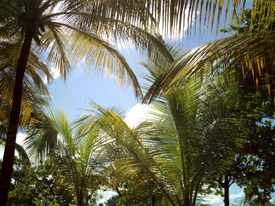 Cocoteros VillaMar