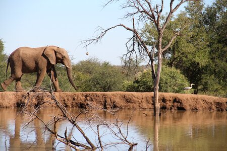 Safari animal pachyderm photo