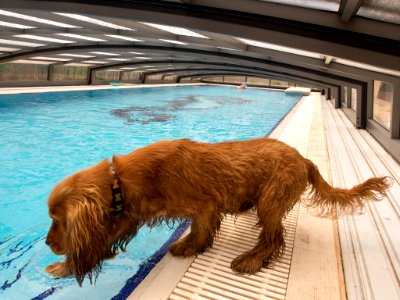 Cocker Spaniel at swimming pool photo