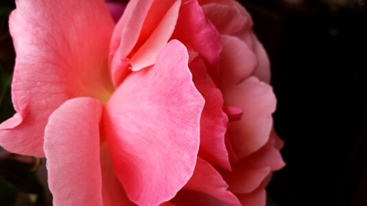 Queen of flowers spring summer