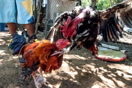 Cockfighting in Margarita Island, Venezuela 18