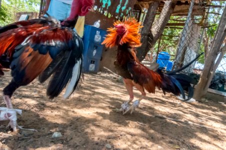 Cockfighting in Margarita Island, Venezuela 10