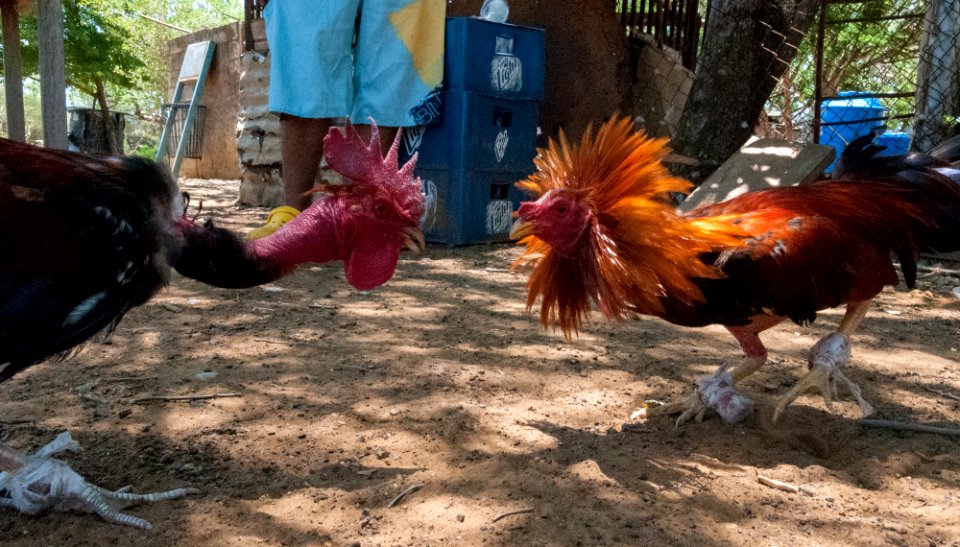 Cockfighting in Margarita Island, Venezuela 11